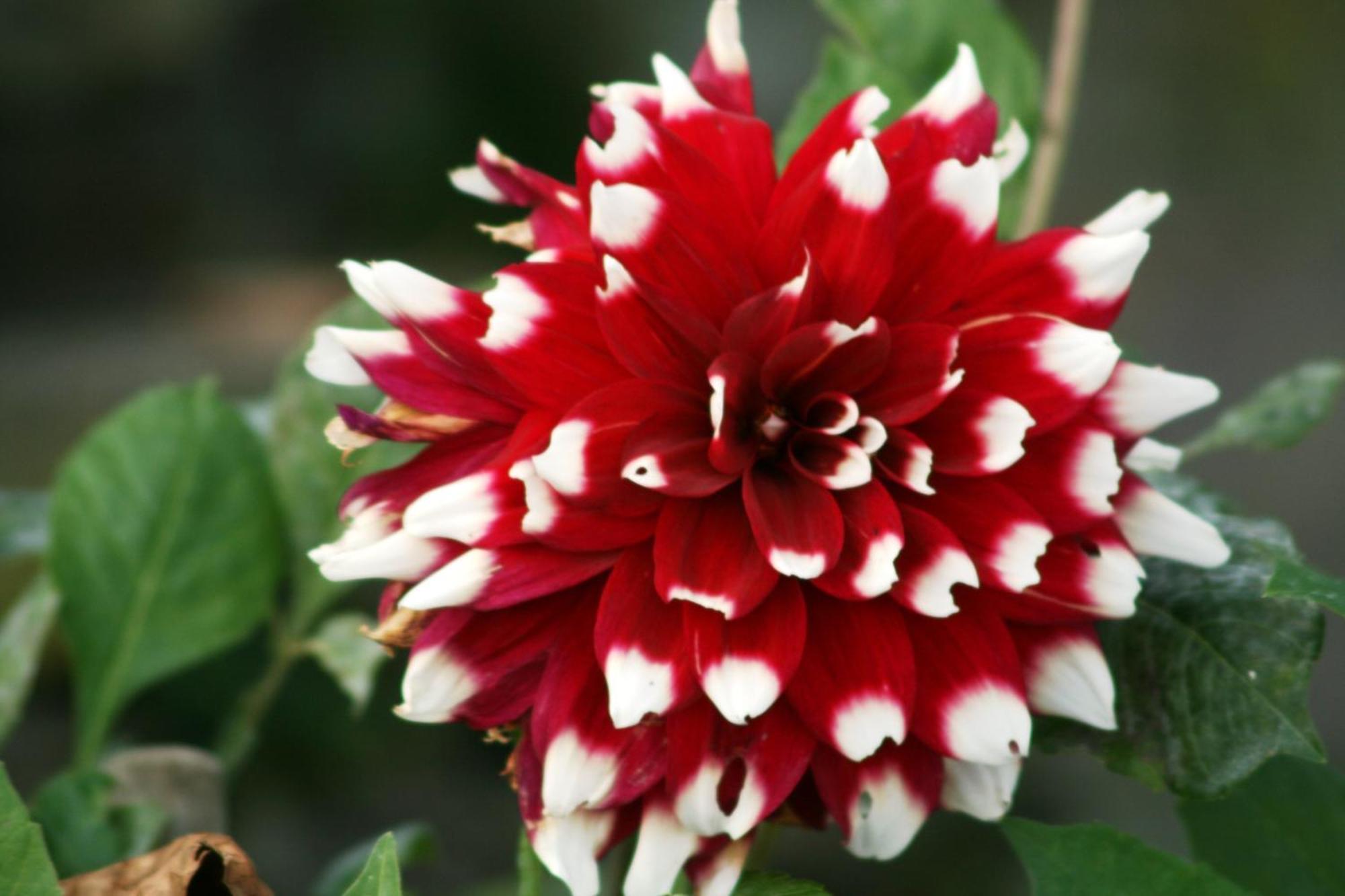 קנוביו Agriturismo Da Attilio מראה חיצוני תמונה