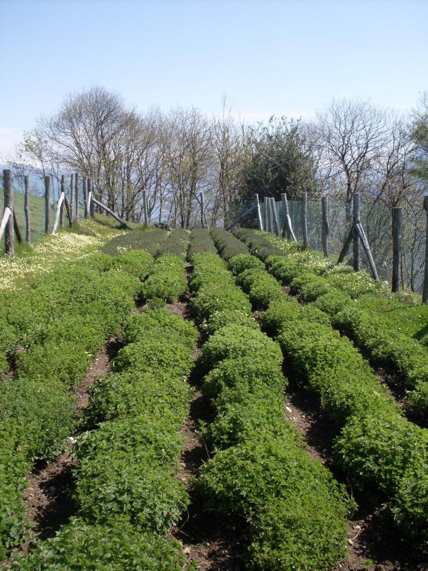 קנוביו Agriturismo Da Attilio מראה חיצוני תמונה