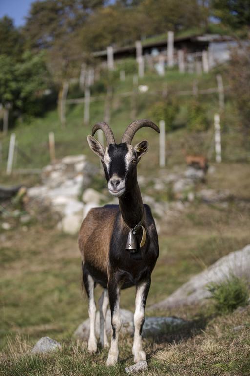 קנוביו Agriturismo Da Attilio מראה חיצוני תמונה