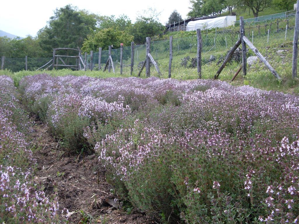 קנוביו Agriturismo Da Attilio מראה חיצוני תמונה